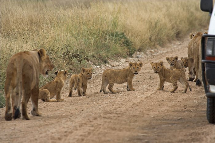 Consejos para realizar un safari en Tanzania
