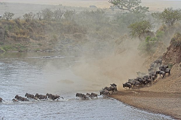 Gran-Migración-Serengeti-Mara