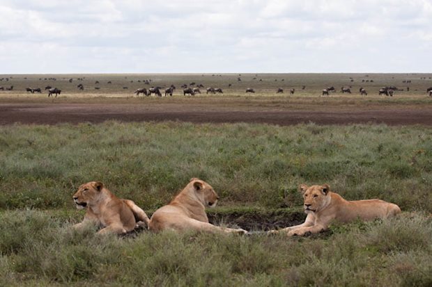 Gran-Migración-Serengeti-Mara