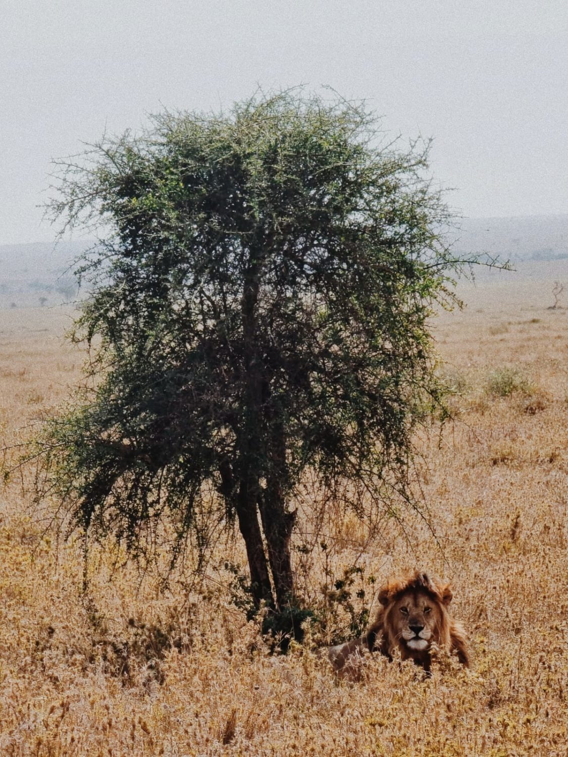 Itaka Safaris-viajeros-tanzania