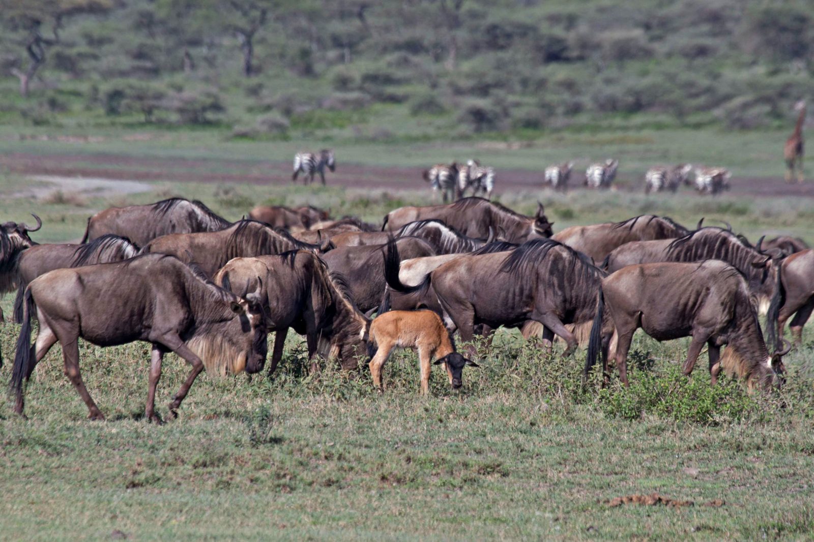Safari responsable en Tanzania