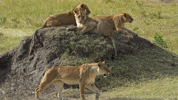 Safari en tanzania- ecoturismo