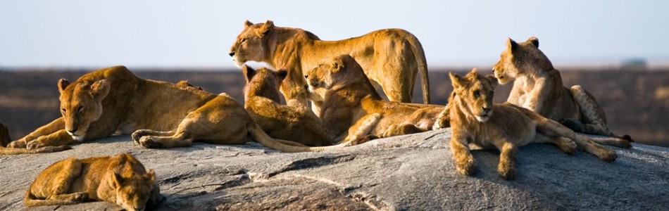 Safaris en Tanzania en grupo regular
