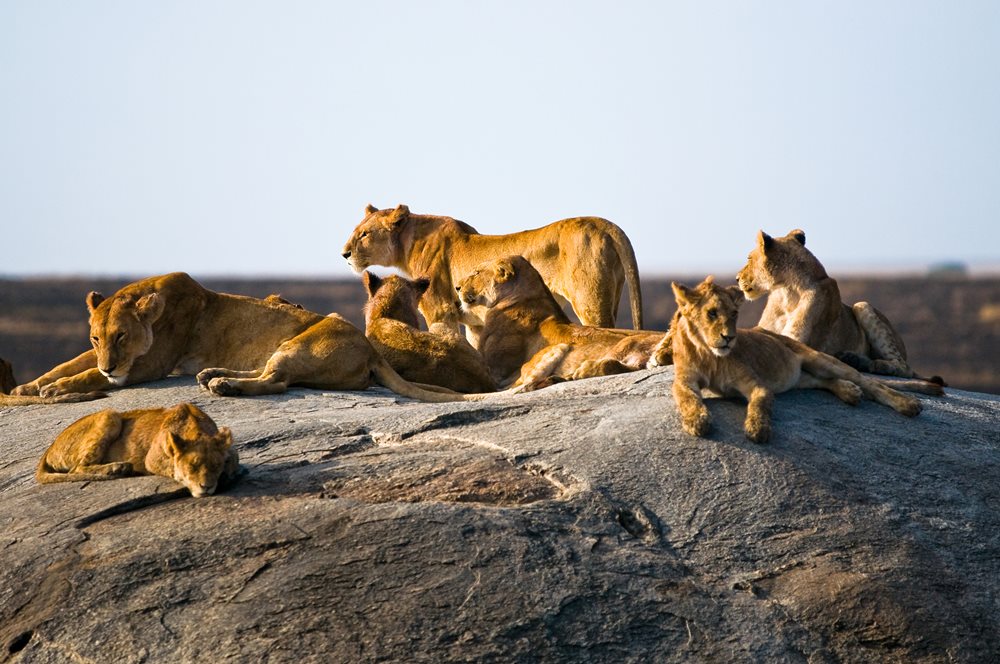 Safaris en Tanzania en grupo