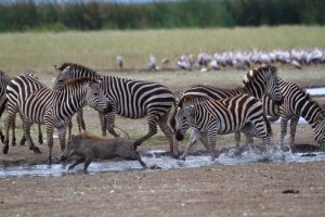 Safaris en Tanzania combinados