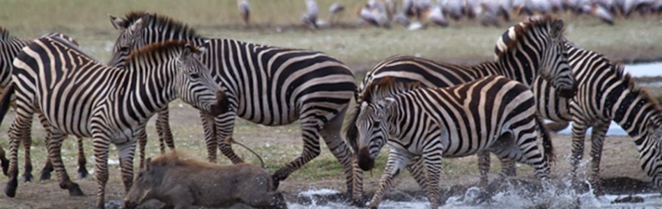 Safaris en Tanzania Combinados