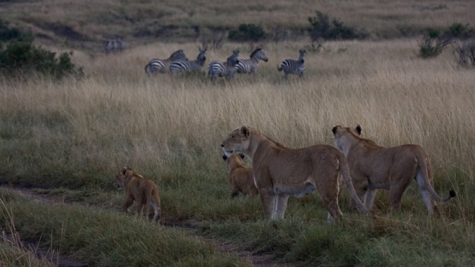 Safaris en Tanzania en grup