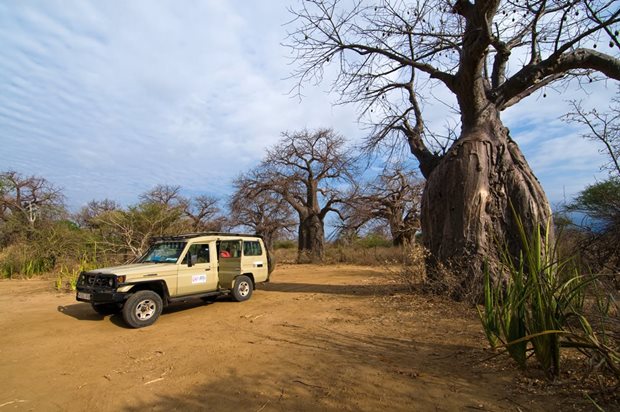 Safaris en Tanzania