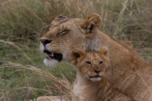 Safaris- en Tanzania Esencial
