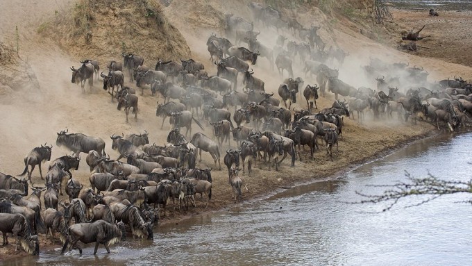Safari en Tanzania para Fotógrafos. La Gran Migración