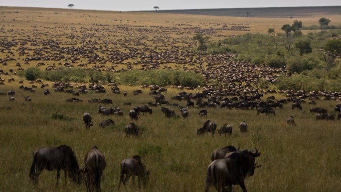 Safari en Tanzania para Fotógrafos. La Gran Migración