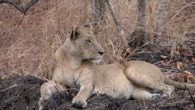 Safari en Tanzania Sur