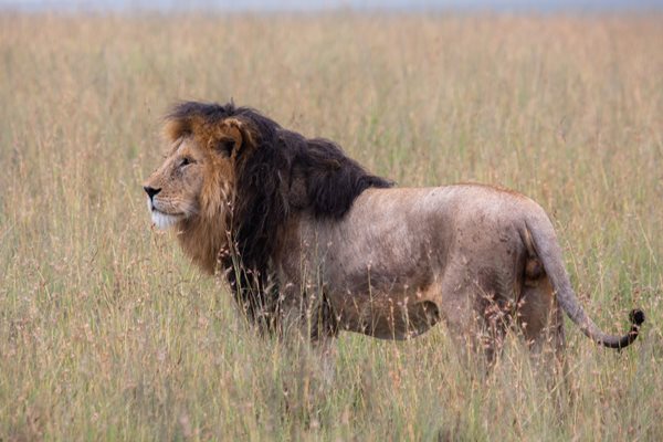 Serengeti- Safaris en Tanzania