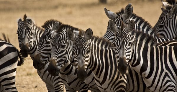 Viajes para fotógrafos- Safaris en Tanzania