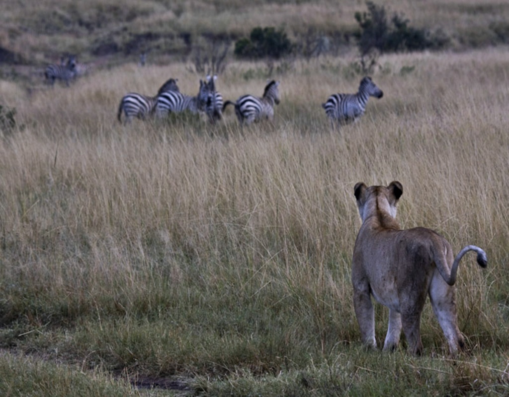 León al acecho al atardecer en la sabana de Tanzania
