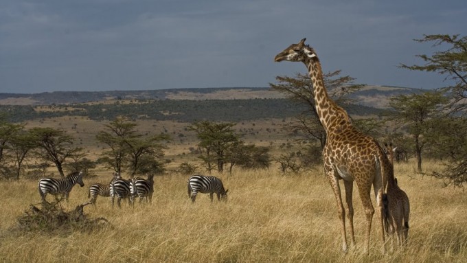 Safari en Tanzania para novios